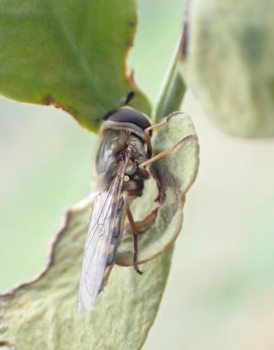 Réf. 277 038 : Eupeodes sp.